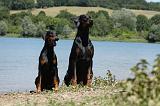 DOBERMANN 1134